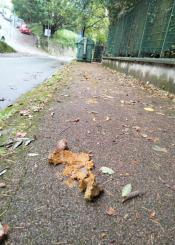 Paseo de Ulia: la alfombra marrón