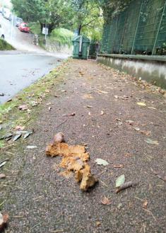 Paseo de Ulia: la alfombra marrón