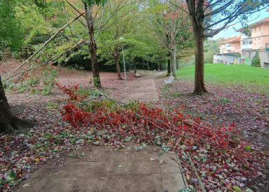 Peligro por caída de ramas en paseo Katalina Eleizegi (Puio)