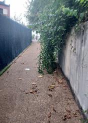 La vegetación invade los caminos