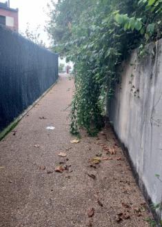 La vegetación invade los caminos