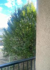 Árbol en Aitor ikastola, Konkorrenea Kalea, 7 