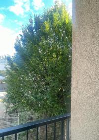 Árbol en Aitor ikastola, Konkorrenea Kalea, 7 