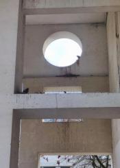 Excrementos de palomas en las plazas de Benta erri