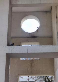 Excrementos de palomas en las plazas de Benta erri