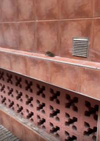 Ratas, basura y riesgo sanitario en pleno Iztieta