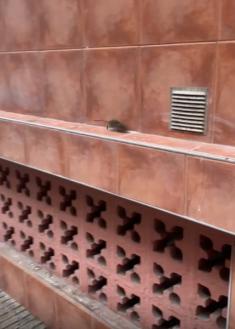 Ratas, basura y riesgo sanitario en pleno Iztieta