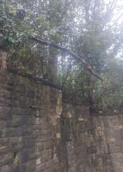 Rama  caída encima de escaleras