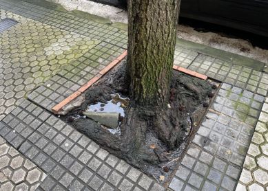 Ruptura alcorque por salida a la superficie de las raíces