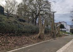 Mutilar no es mantener: El arboricidio silencioso en Irun