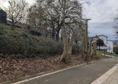 Mutilar no es mantener: El arboricidio silencioso en Irun