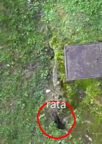 Nido de ratas en el jardín