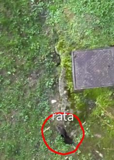 Nido de ratas en el jardín