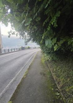 La vegetación invade la acera en Paseo Casares