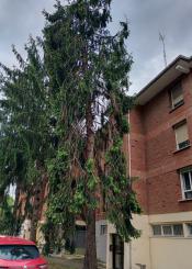 Árbol a punto de caerse