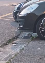 Estamos hartos de convivir con ratas