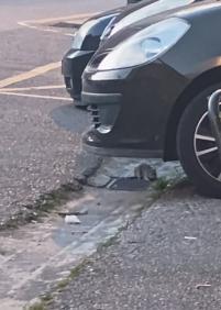 Estamos hartos de convivir con ratas