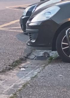 Estamos hartos de convivir con ratas