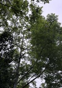 Los árboles tapan la luz