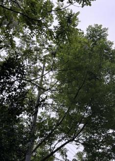 Los árboles tapan la luz