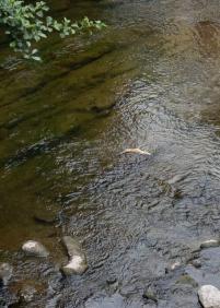 Peces muertos en el río Urola
