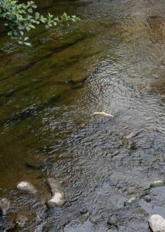 Peces muertos en el río Urola