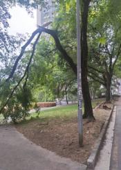 Peligro árboles partidos