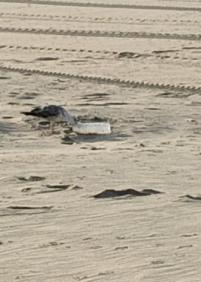 Playas sin recursos humanos suficientes 