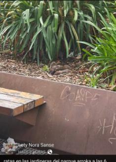 Ratas en manada en Plaza Arroka y calle Amara