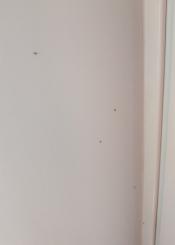 Plaga del mosquito Tigre platanero Amara