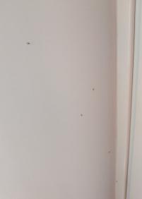 Plaga del mosquito Tigre platanero Amara