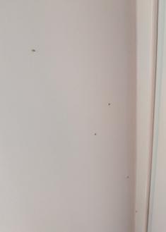 Plaga del mosquito Tigre platanero Amara