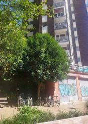 Árboles entran dentro de las casas 
