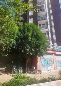 Árboles entran dentro de las casas 