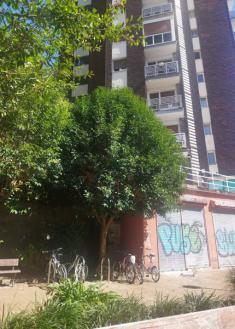 Árboles entran dentro de las casas 