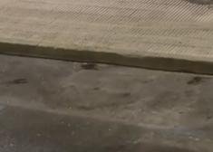Queja y solicitud urgente de actuación por plaga de ratas Iztieta Errenteria 