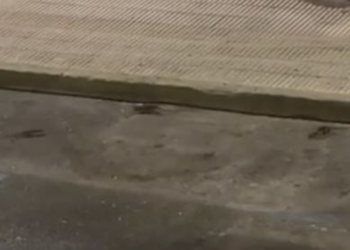 Queja y solicitud urgente de actuación por plaga de ratas Iztieta Errenteria 