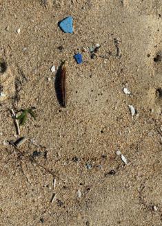 Plásticos en la playa 